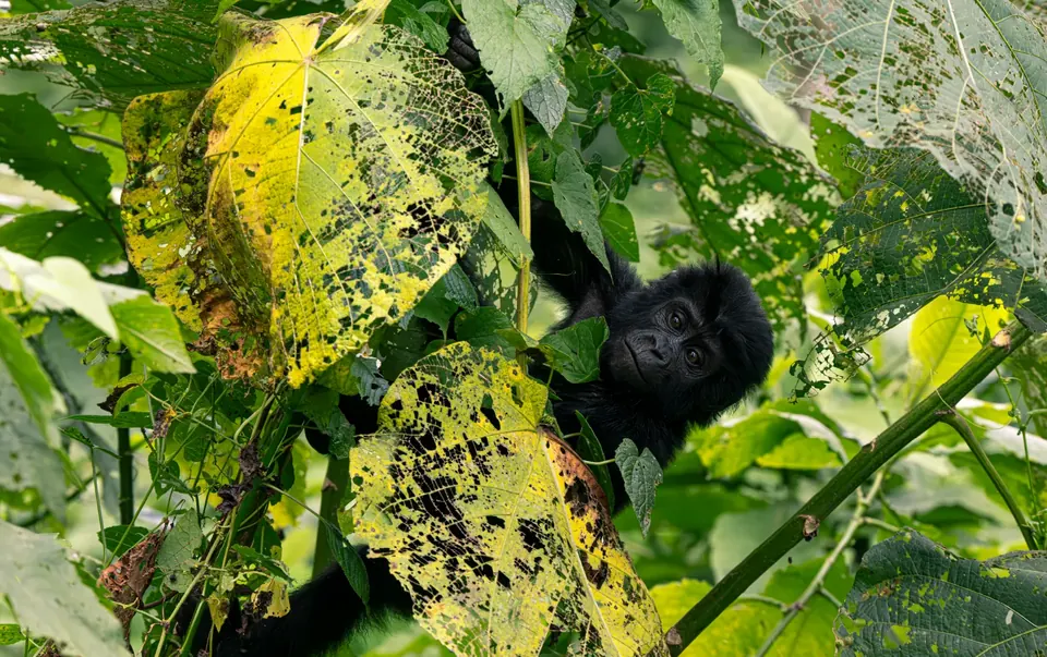 The dense green interior of Bwindi Impenetrable Forest