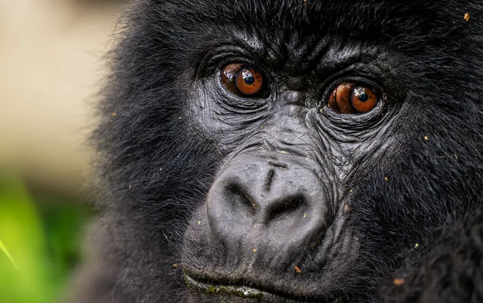 A mountain gorilla partly hidden in dense undergrowth in Bwindi