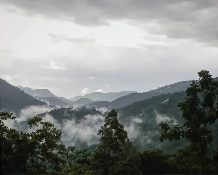 Mist lying over the forested hills of Bwindi Impenetrable National Park