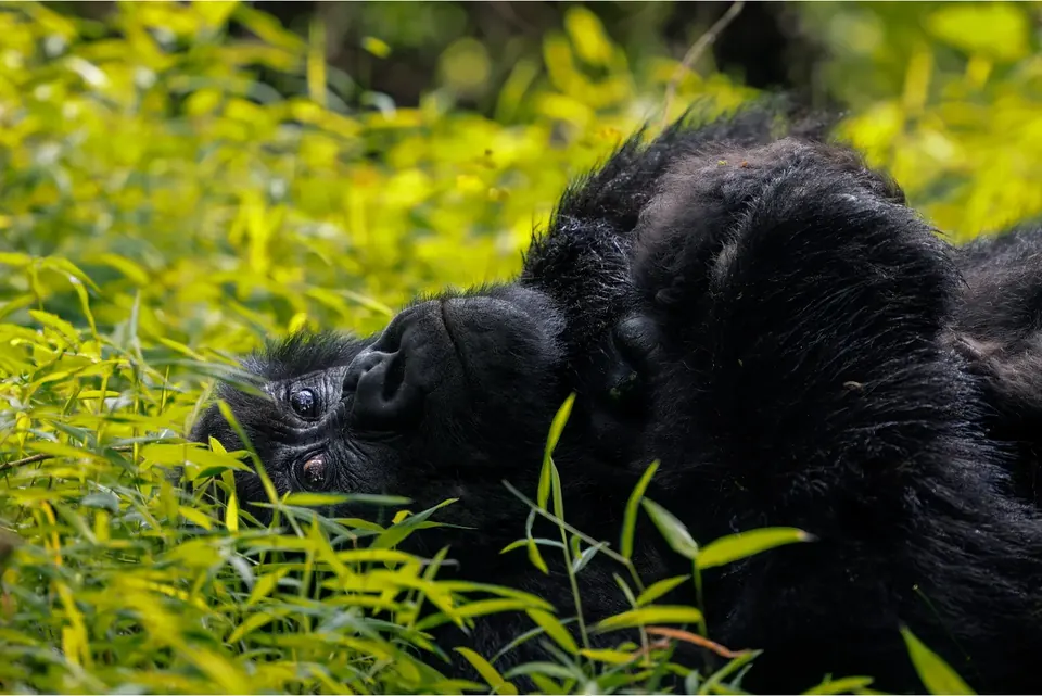 A mountain gorilla feeding in the undergrowth of Bwindi Impenetrable Forest