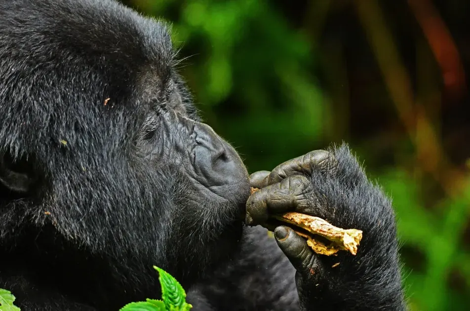 Close portrait of a silverback mountain gorilla in Bwindi Impenetrable Forest