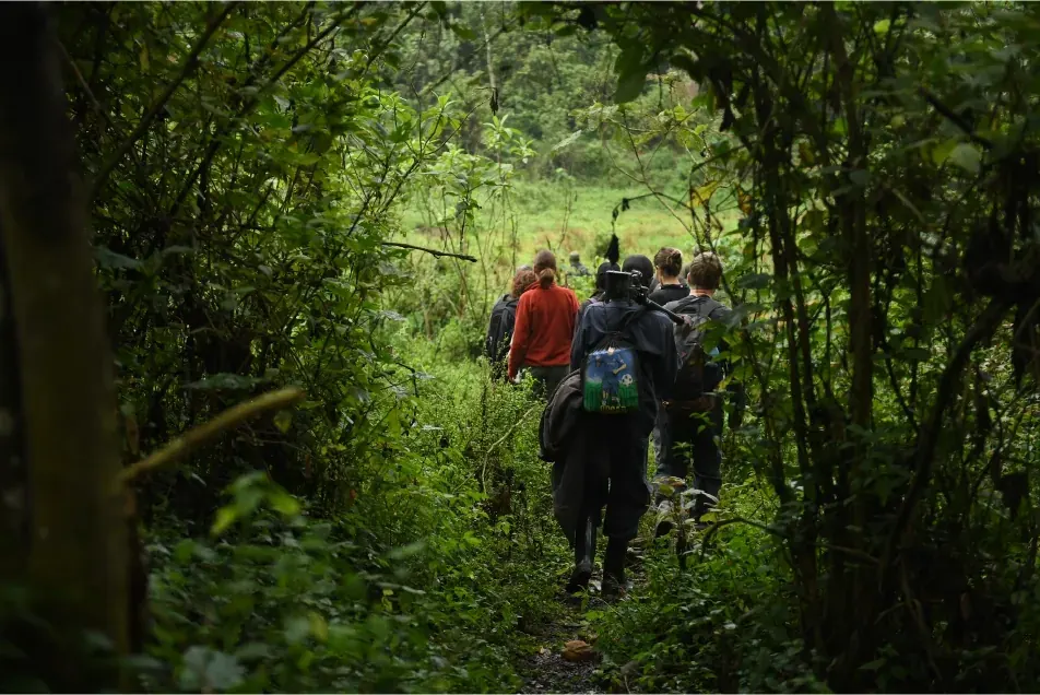 A group of trekkers walking a narrow forest path in Bwindi