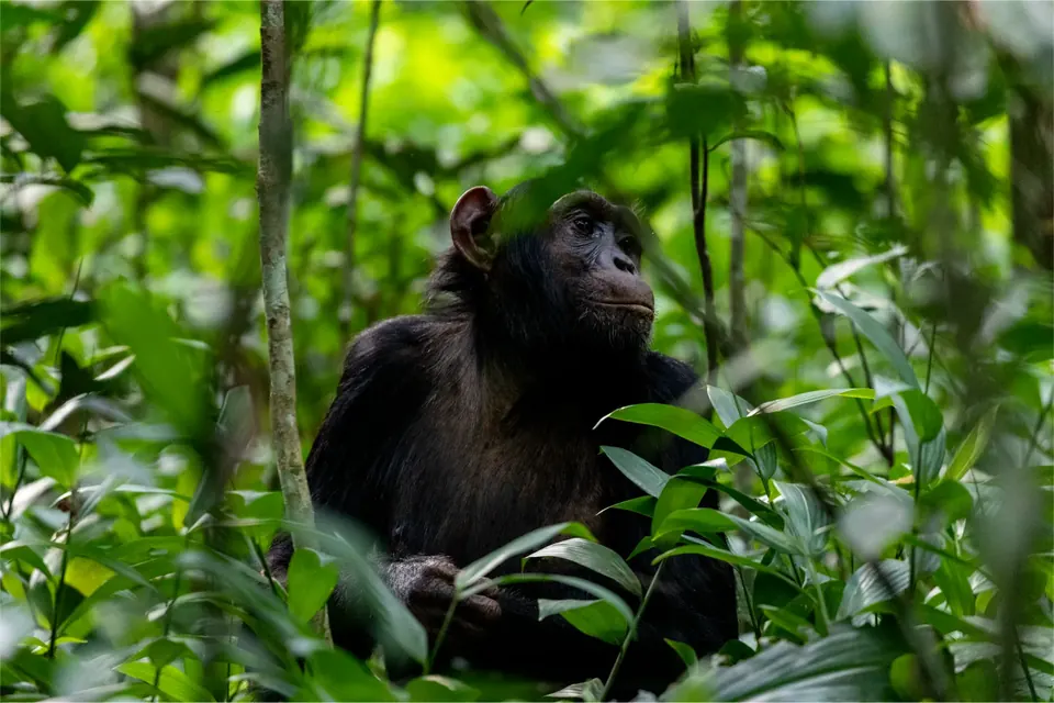 A chimpanzee among dense foliage during a trek in Kibale Forest