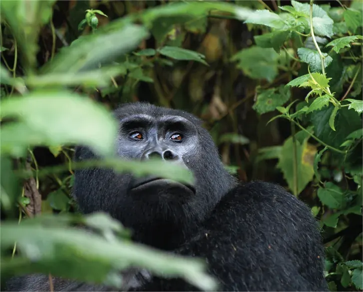 A chimpanzee resting in the forest canopy of Kibale National Park