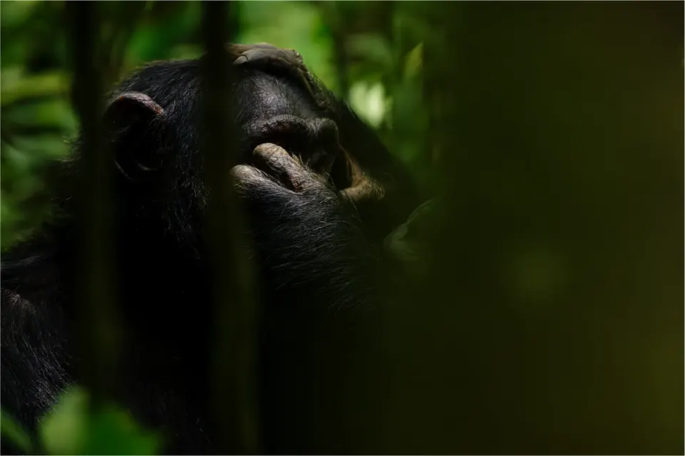 A chimpanzee in the trees during a tracking excursion in Kibale National Park
