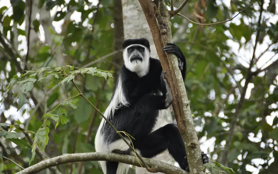 A black-and-white colobus monkey in the trees of Kibale Forest