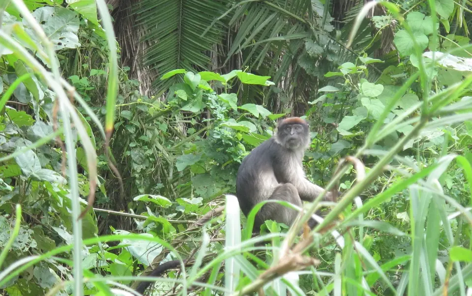 An L'Hoest's monkey on a branch in Kibale National Park