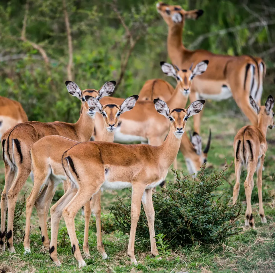 A herd of impala in the open woodland of Lake Mburo National Park