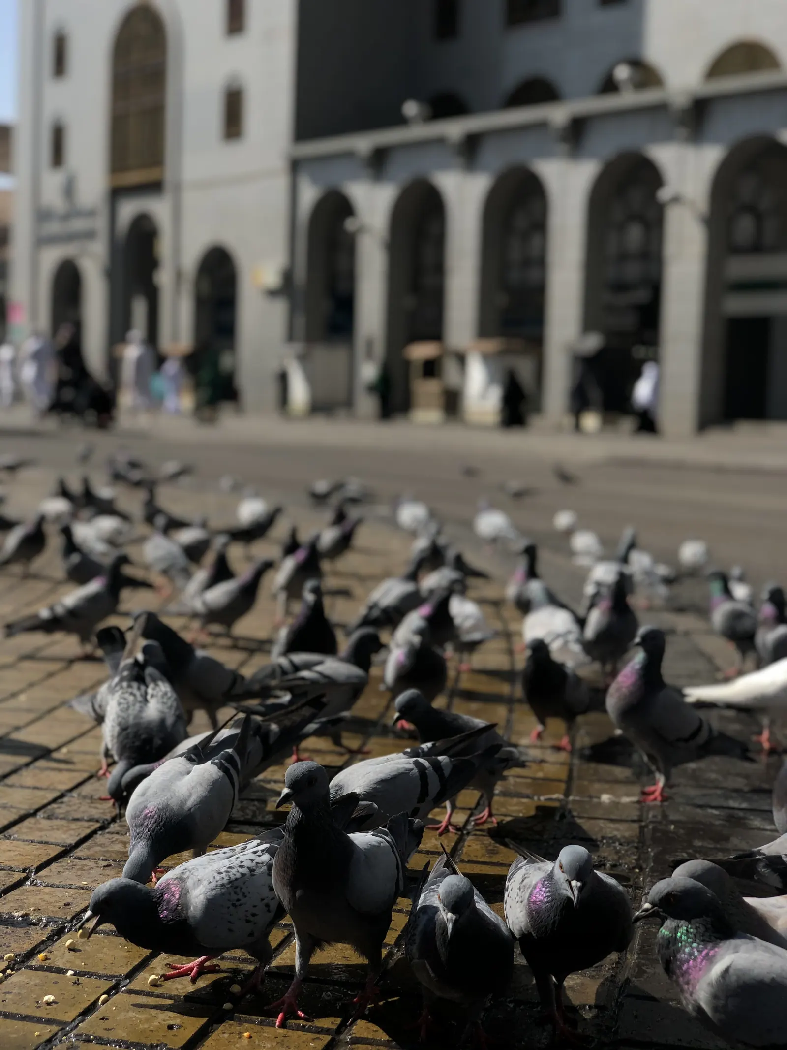 Pigeons gathering in a courtyard in Madinah