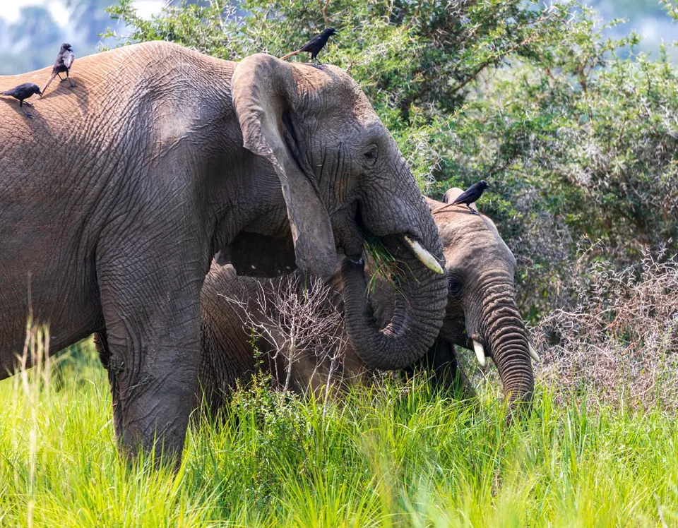 Elephants seen at close range from a safari vehicle in Uganda