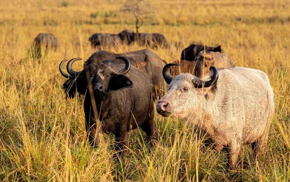 Buffalo grazing in Queen Elizabeth National Park