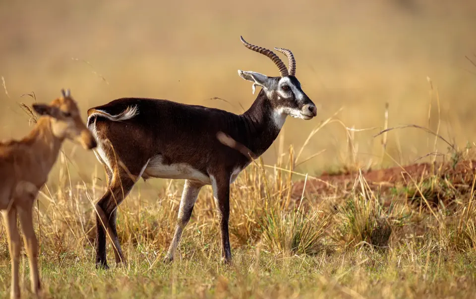 Uganda kob grazing on the plains of Queen Elizabeth National Park