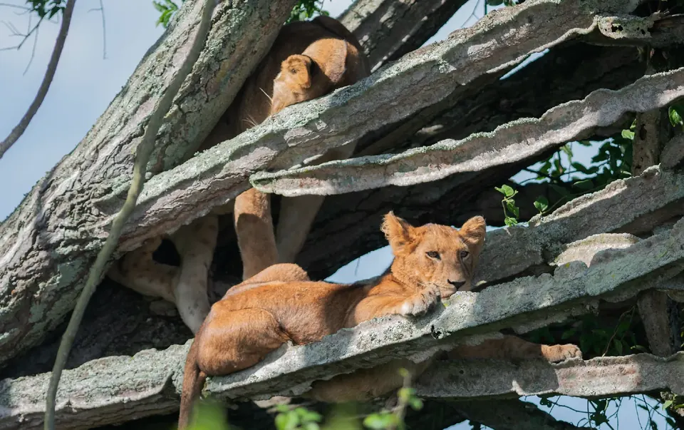 Lion cubs sheltering among rocks in Queen Elizabeth National Park