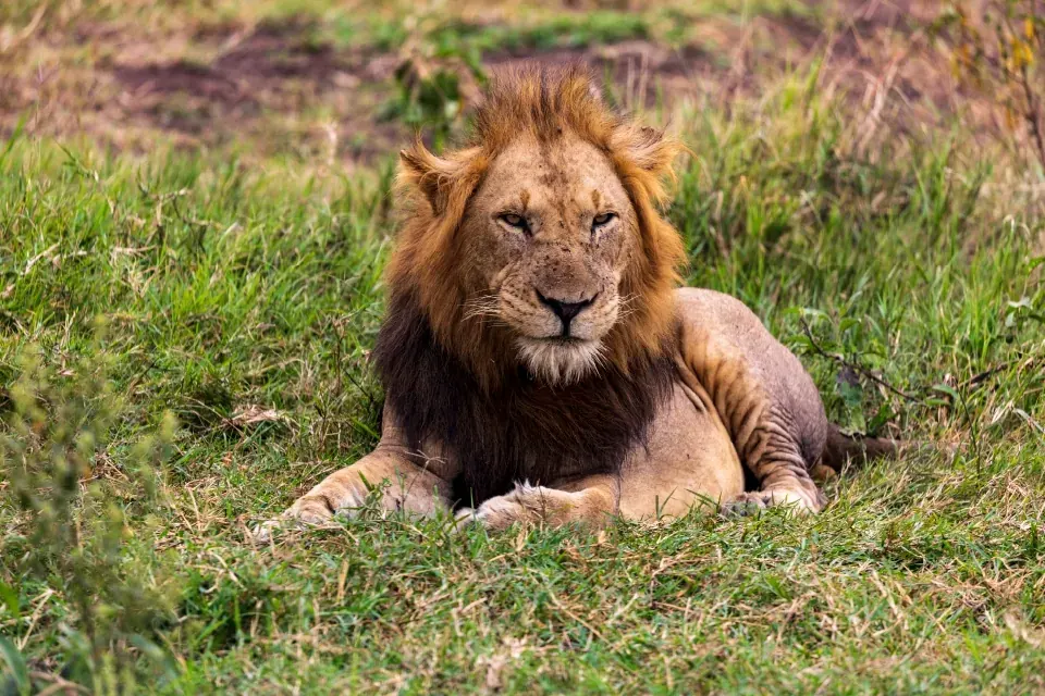 A lion in the grassland of the Ishasha sector, Queen Elizabeth National Park