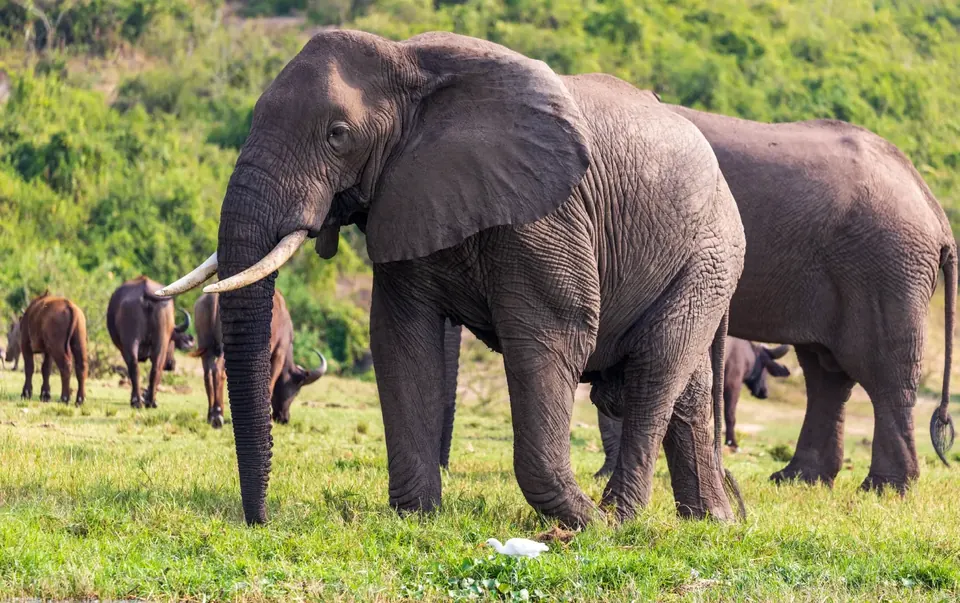 Elephants grazing on open grassland during a Uganda wildlife safari