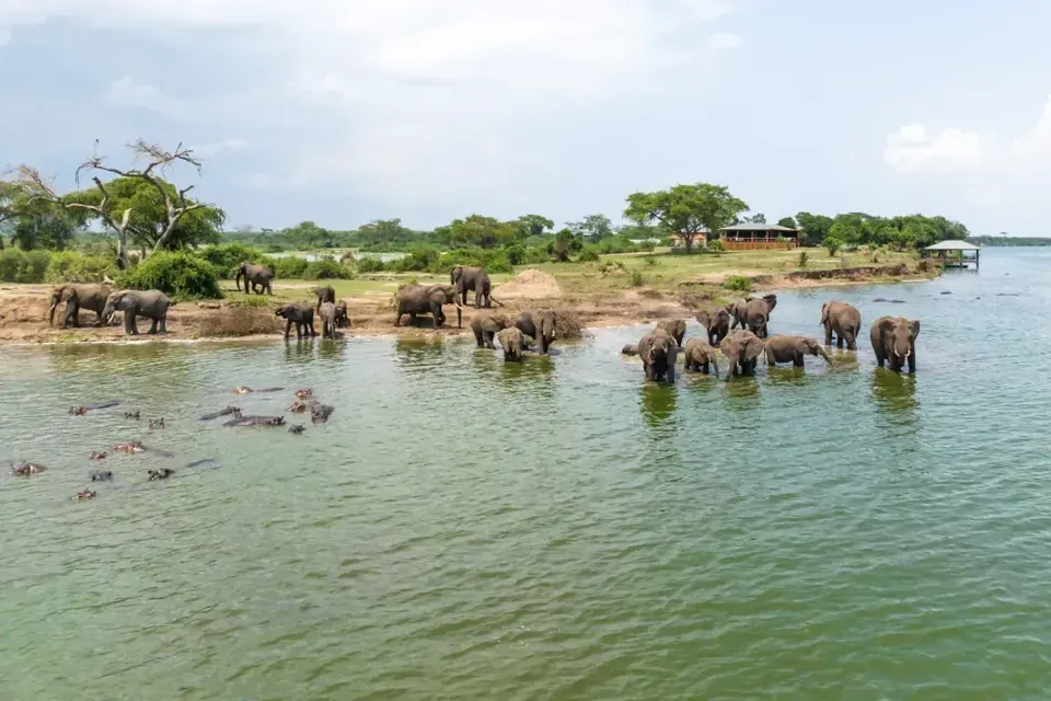 Hippos resting along the Nile in Murchison Falls National Park