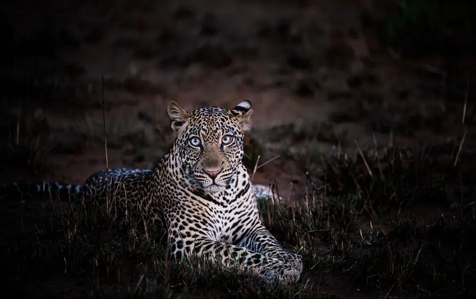 A leopard photographed on a night drive in Uganda